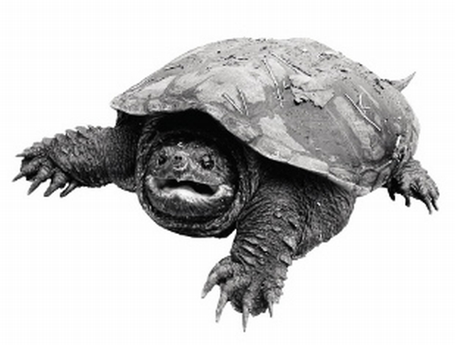 Tortoise